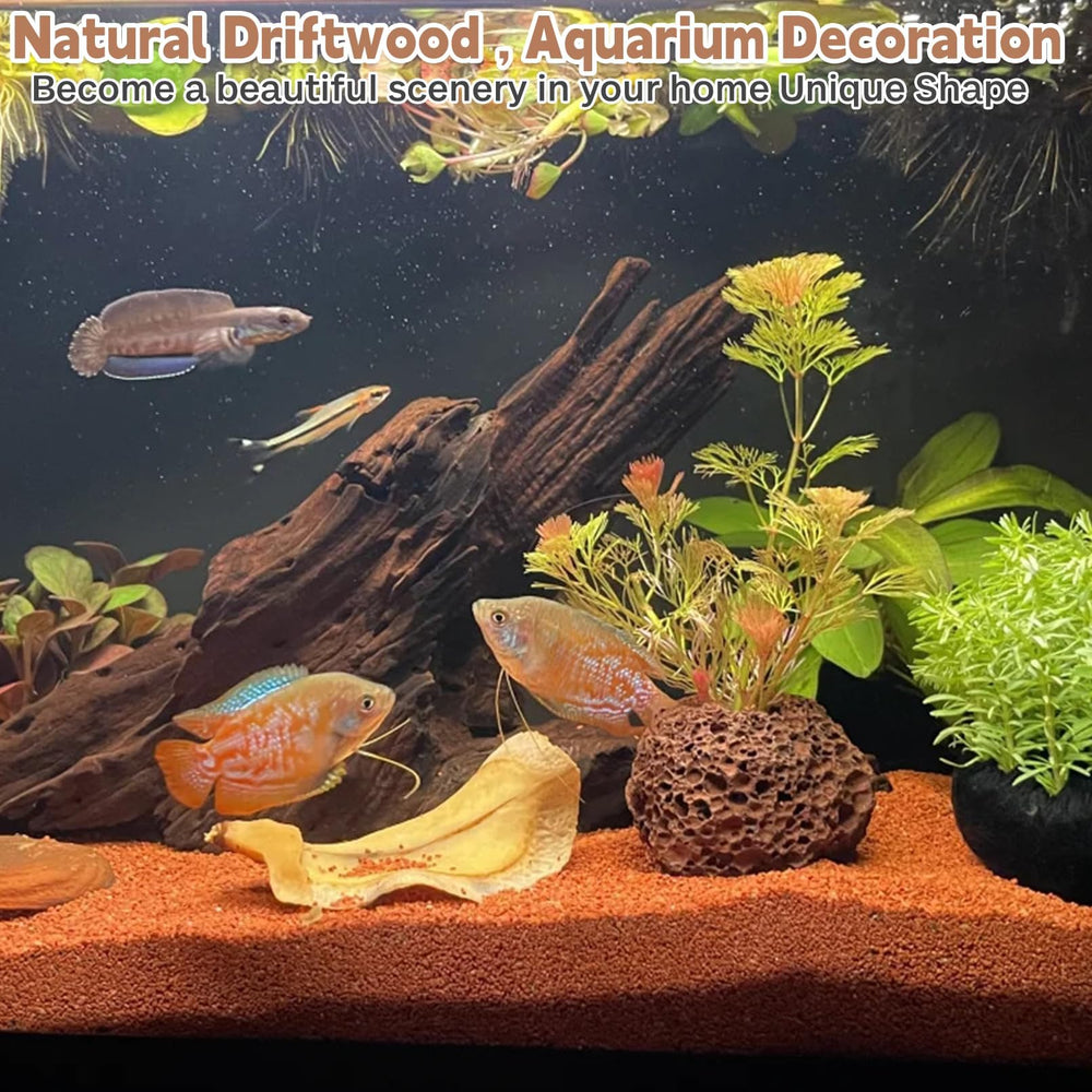 PINVNBY natural driftwood adds atmospheric appeal to tropical or desert habitats.
