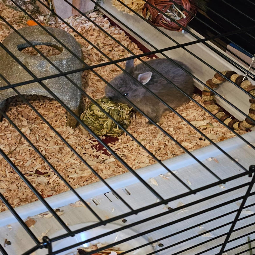 PINVNBY ready-to-use packs simplify daily pet enrichment.