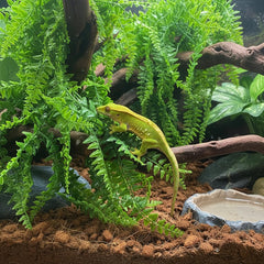 PINVNBY Reptile Plants terrarium decor closeup highlights flexible, lifelike vines.