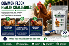 Pivotal Chick’n Aid water-dosing illustration emphasizes electrolyte balance.
