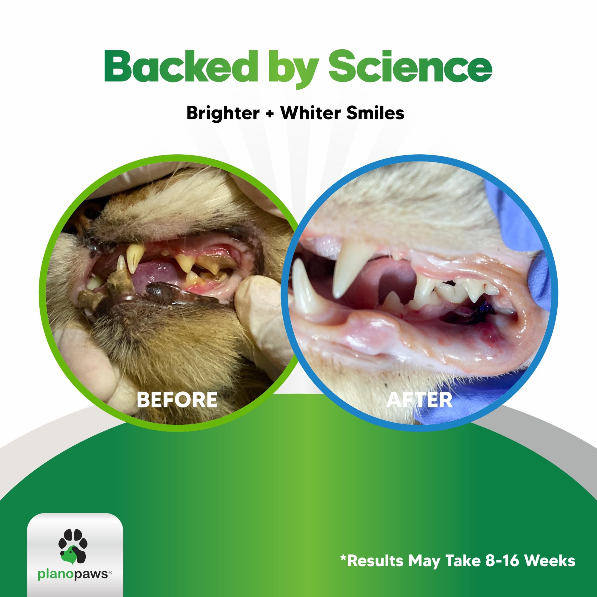 Planopaws Cat Dental Care Powder close-up with kelp ingredients and enzymes