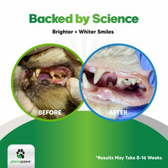 Planopaws Cat Dental Care Powder close-up with kelp ingredients and enzymes