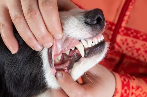 Plaque Attack Pet Dental Spray before-and-after style comparison