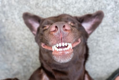 Plaque Attack Pet Dental Spray in-use on a muzzle to reduce plaque buildup