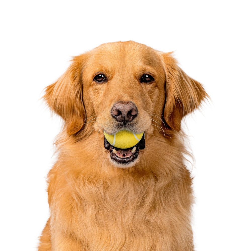 Chicken-scented Playology squeaky ball ideal for medium dogs' playtime