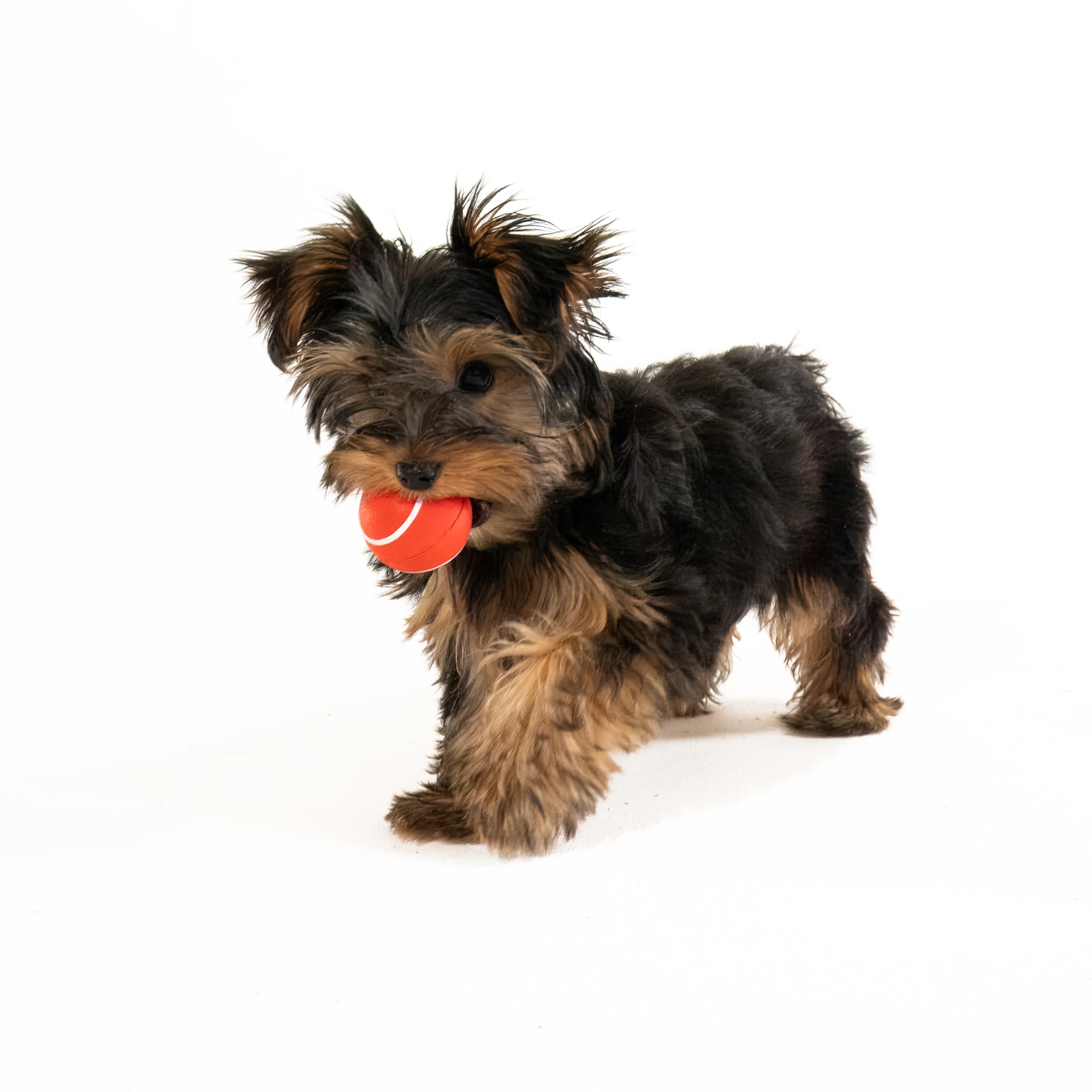 Playology encapsiscent beef scent tech inside a durable toy.