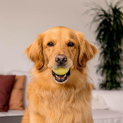 Encapsiscent chicken scent provides long-lasting aroma during play.