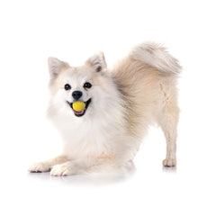 Playology floating dog ball for water fetch and pool play