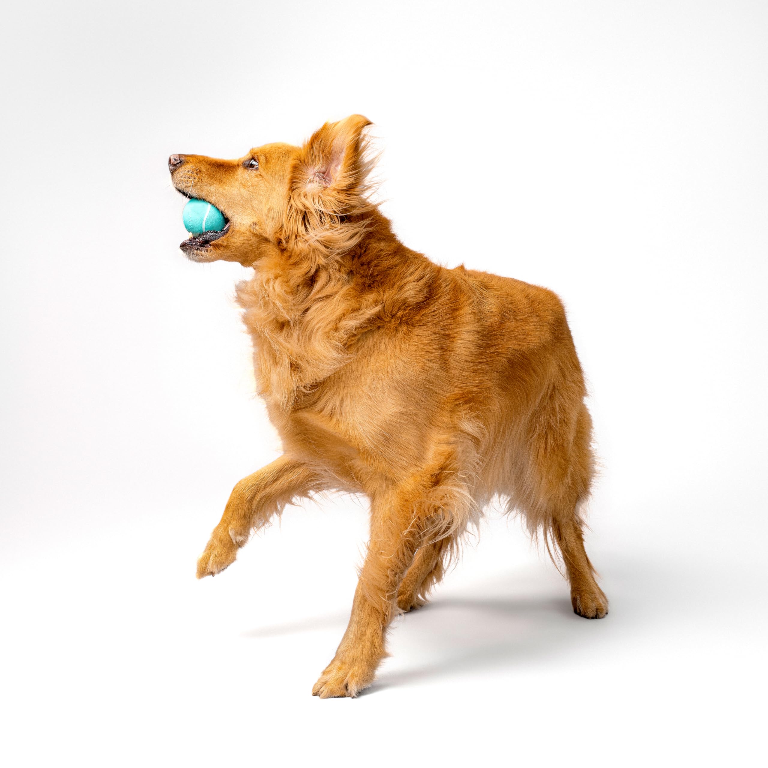Playology floating dog ball shown during water fetch sessions.