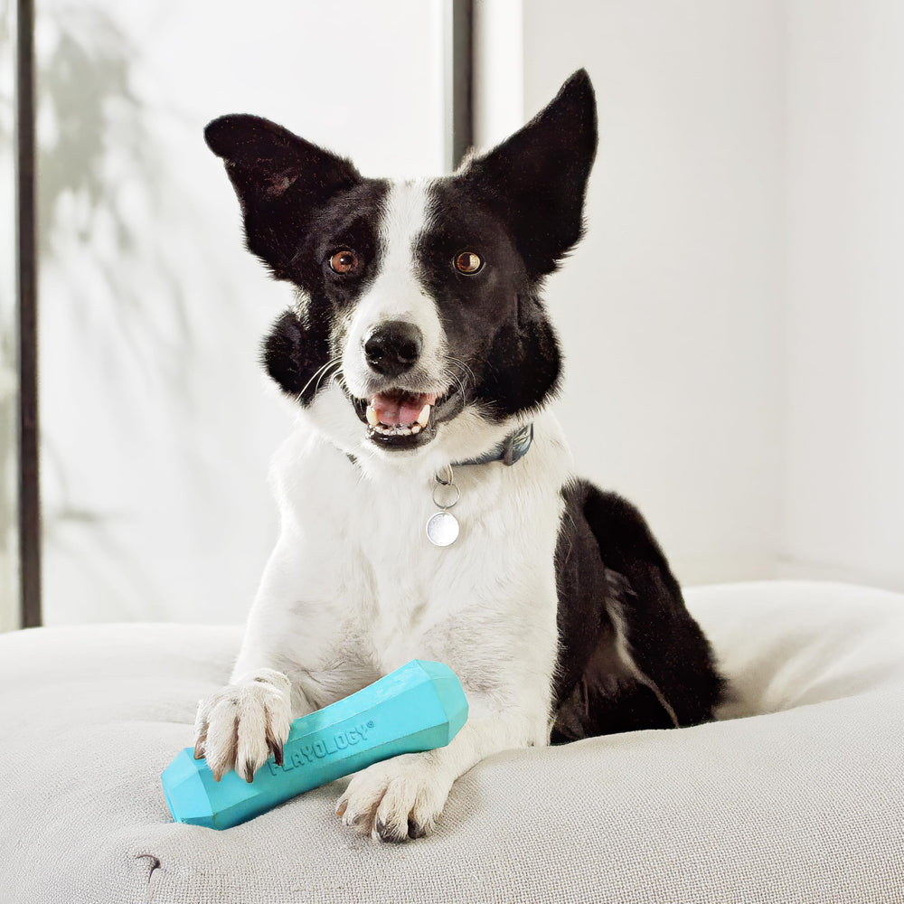 Playology Floating Dog Toy glides on water for splashy pool or lake play