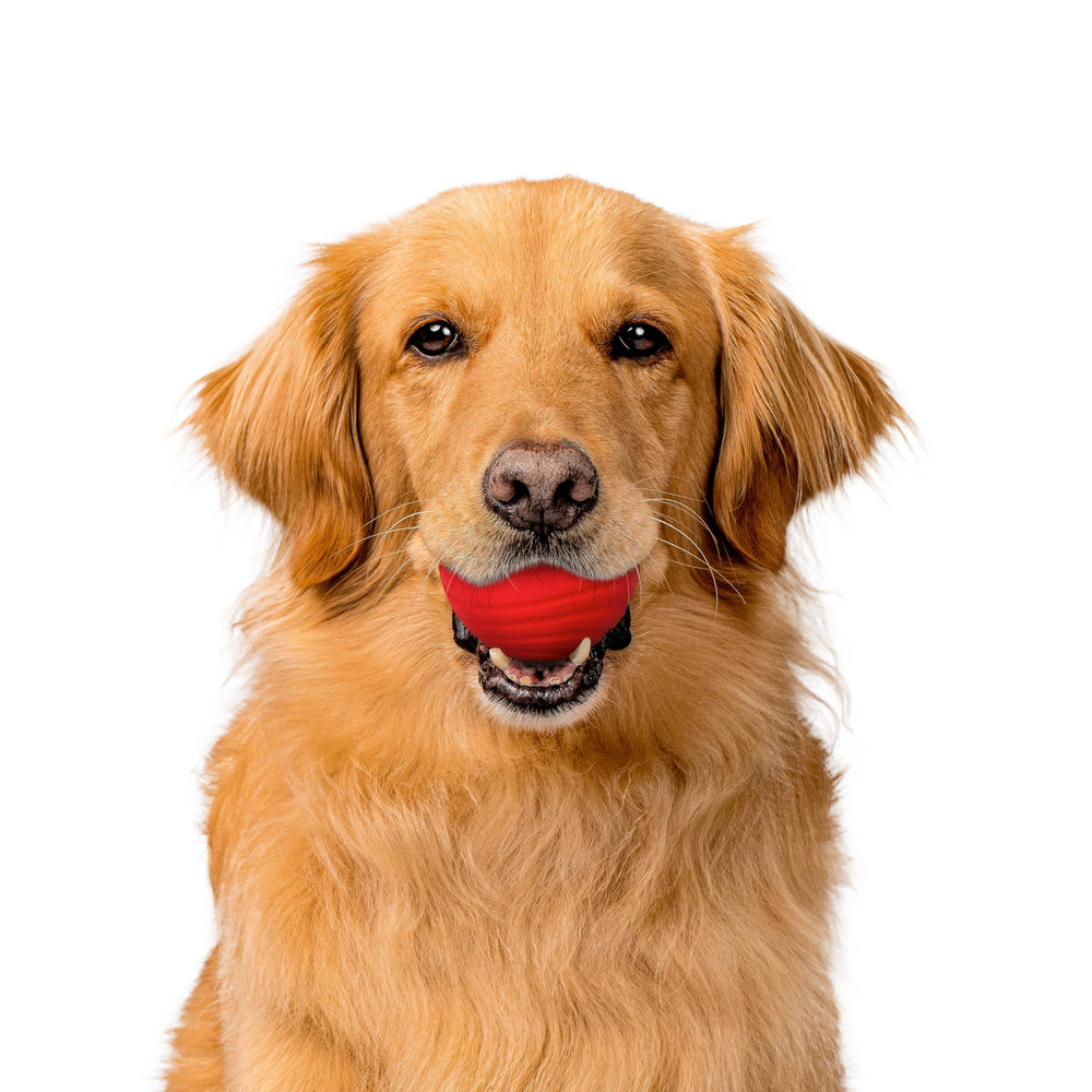 Playology jumbo dog ball suits large breeds for fetch sessions.