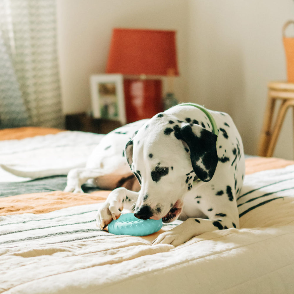 Playology large-breed durable chew toy stands up to indoor and outdoor play.