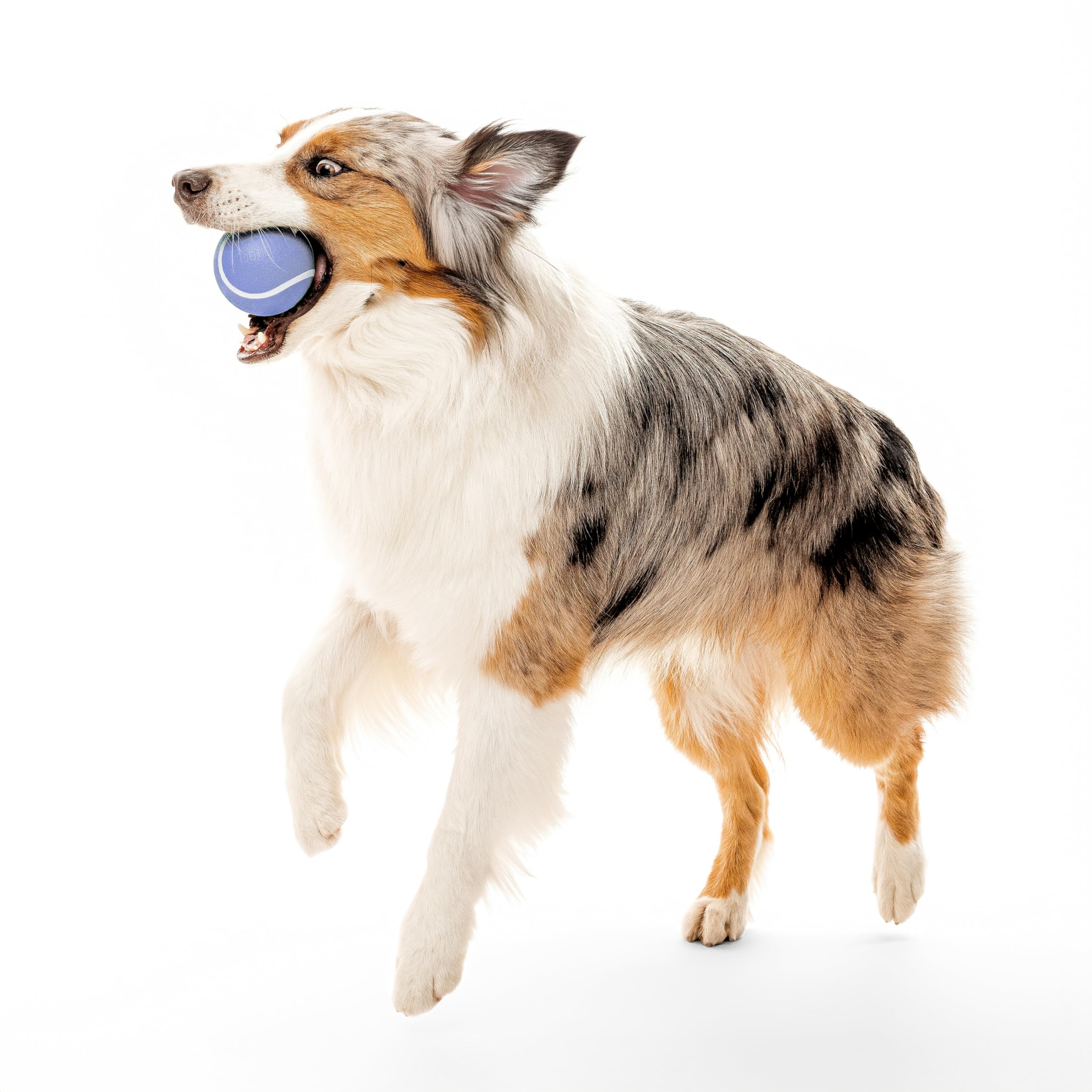 Dog fetching Playology Squeaky Chew Ball during active play
