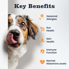 PLBKCTS Dog Allergy Chews closeup shows soft, chewable texture.
