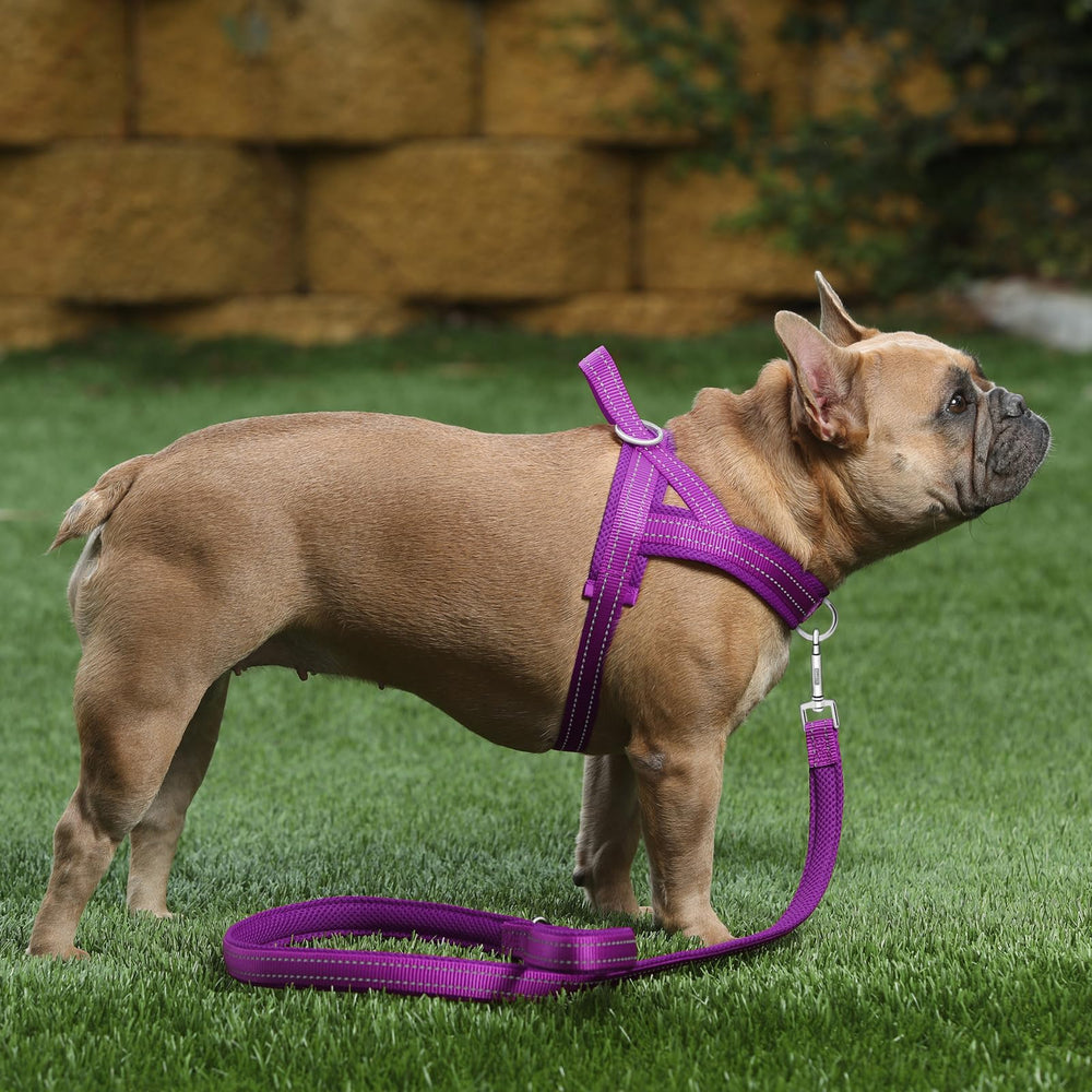 Plutus Pet back O-ring suits casual walking and daily adventures