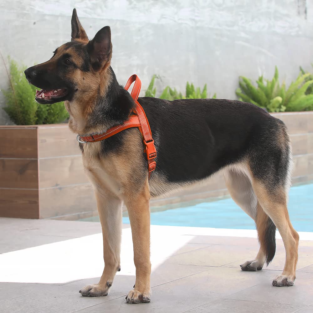 Plutus Pet Back O-ring supports casual walking, jogging, and outdoor activities.