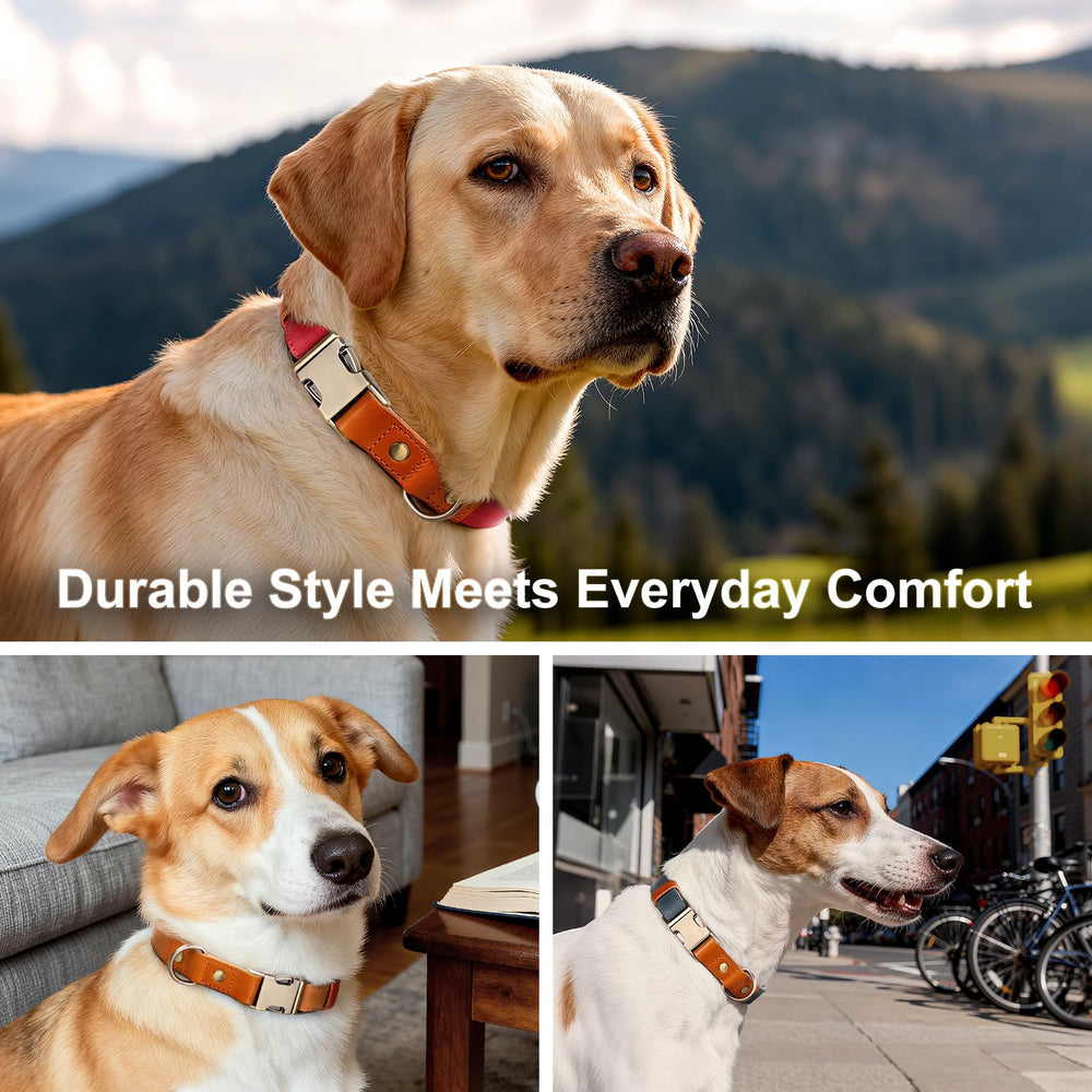 Plutus Pet dog collar in walking action during outdoor play