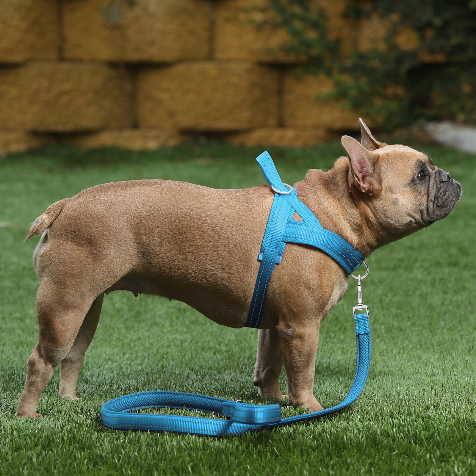 Plutus Pet Durable nylon straps with reinforced rings for long-lasting use