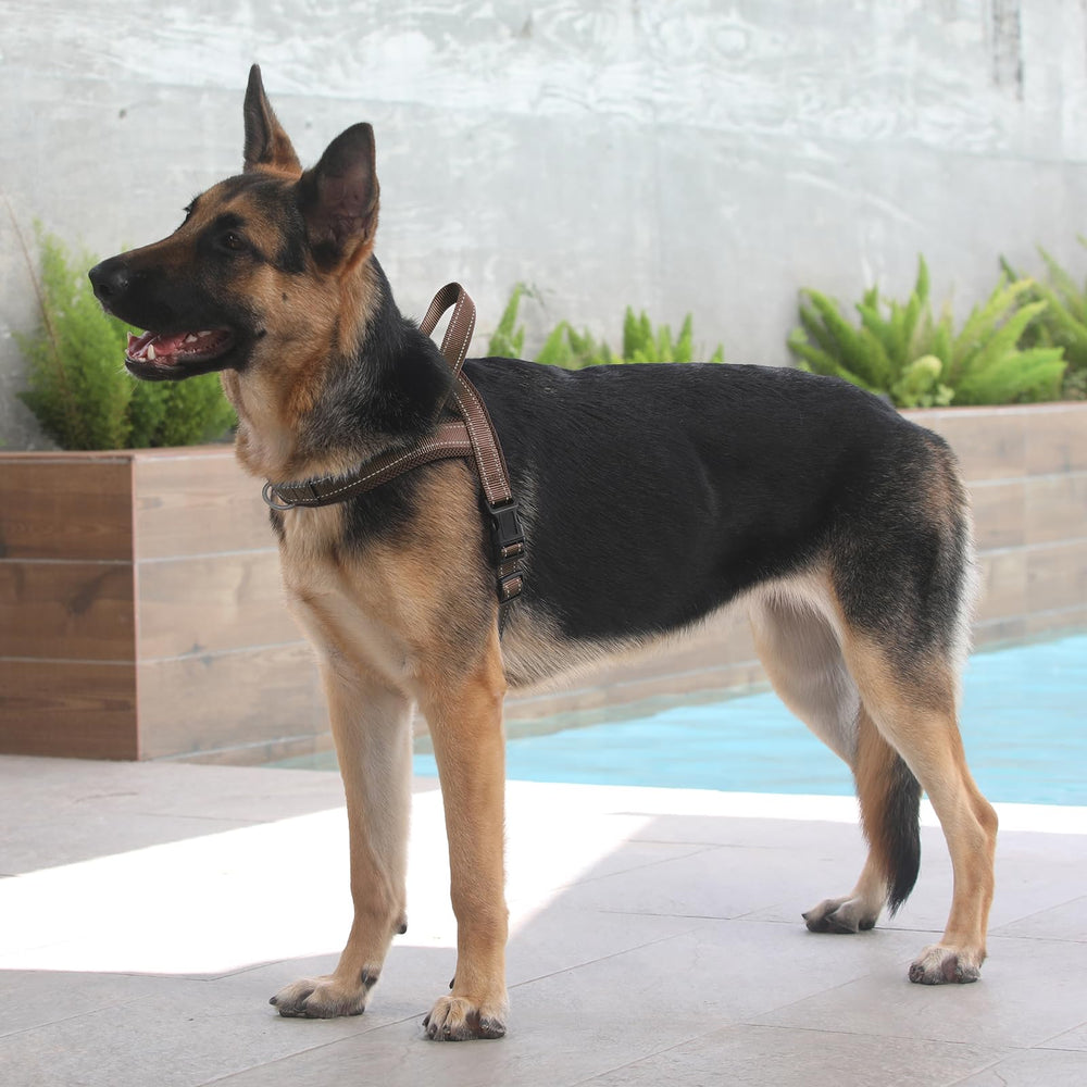 Escape-proof design supports secure adventures for many dogs.
