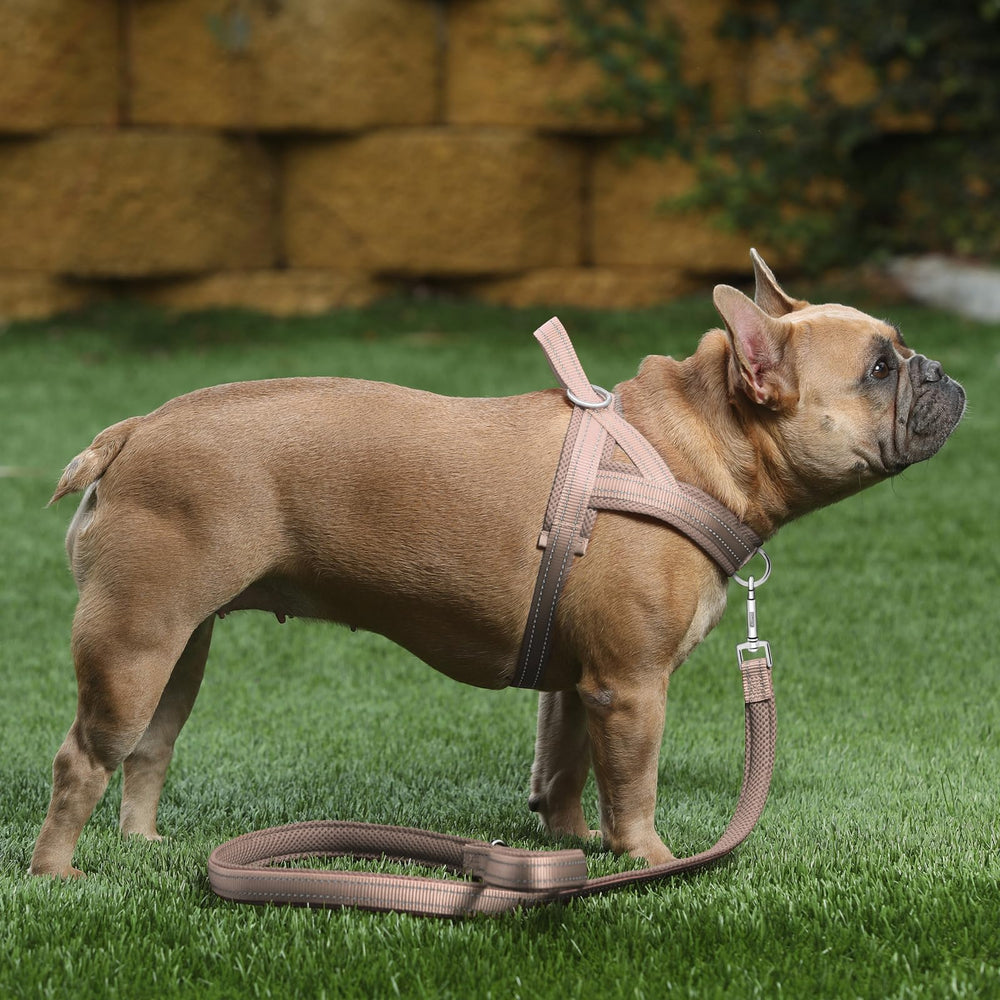 Plutus Pet quick-fit straps beige, easy on/off for busy mornings.