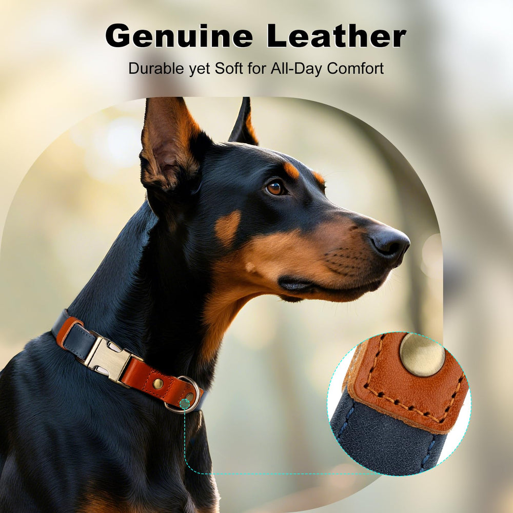 Plutus Pet quick-release buckle shown for easy on/off during walks