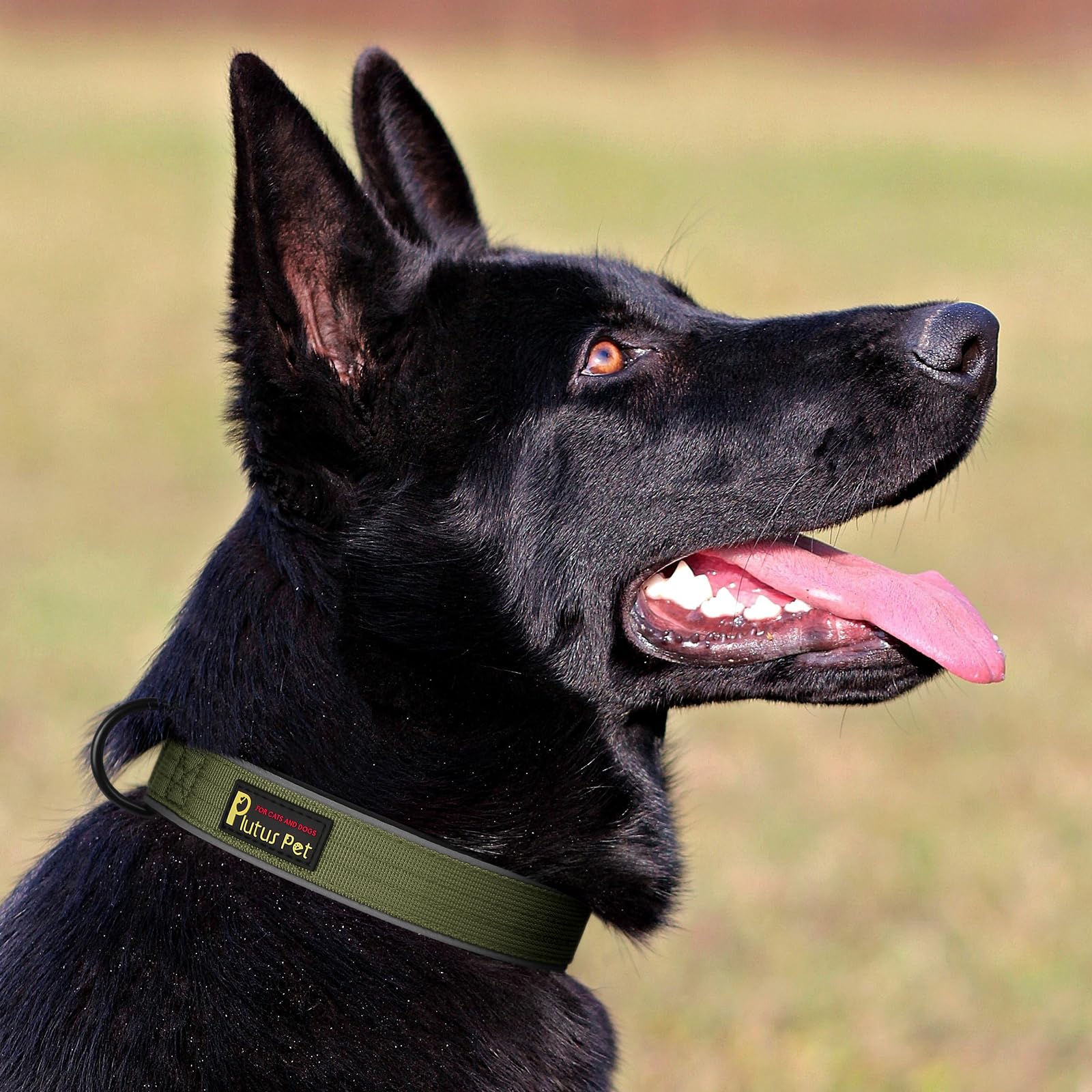 Plutus Pet Tactical Dog Collar available in multiple colors and sizes for every dog