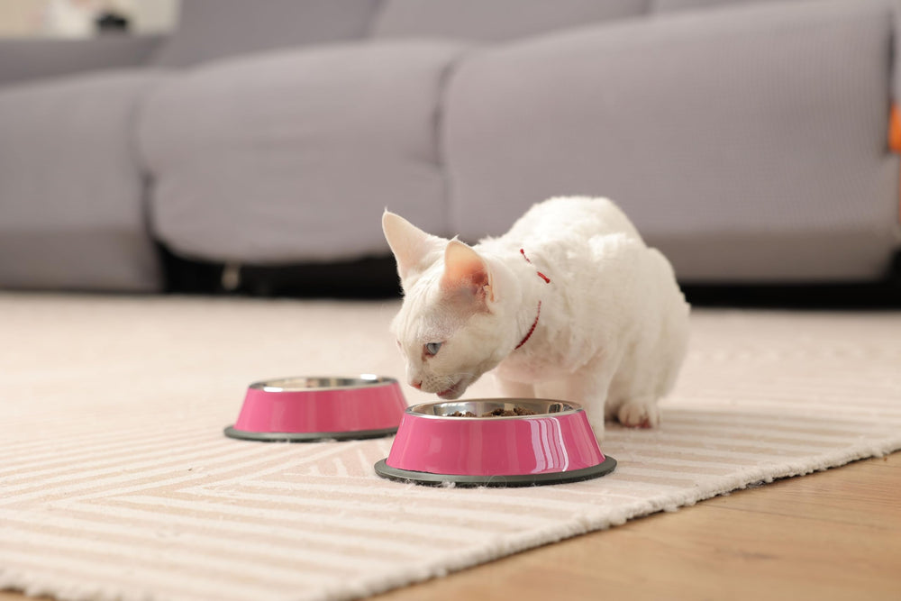 Podinor large-size bowl keeps larger dogs nourished at mealtime.