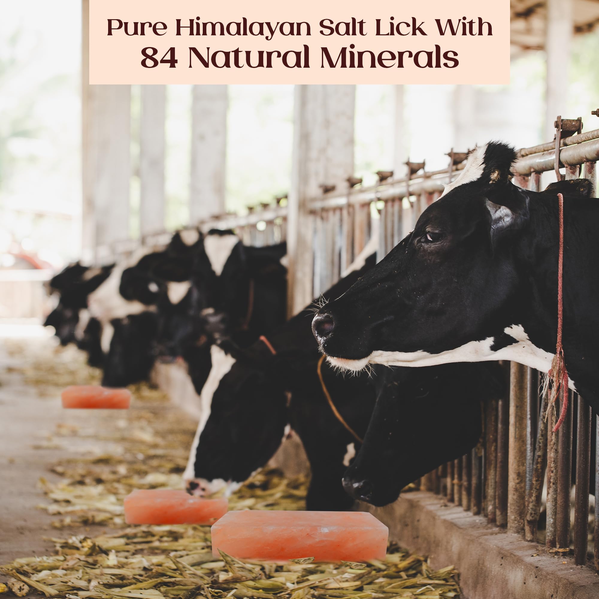 POHS Himalayan salt lick block in pasture setup shows durable, long-lasting mineral source.