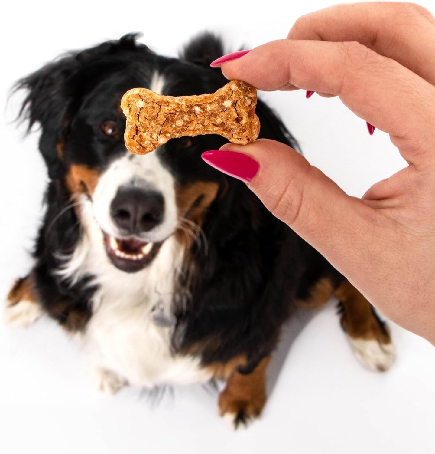 Polkadog Chicken Littles bone-shaped treats ready to serve during walks