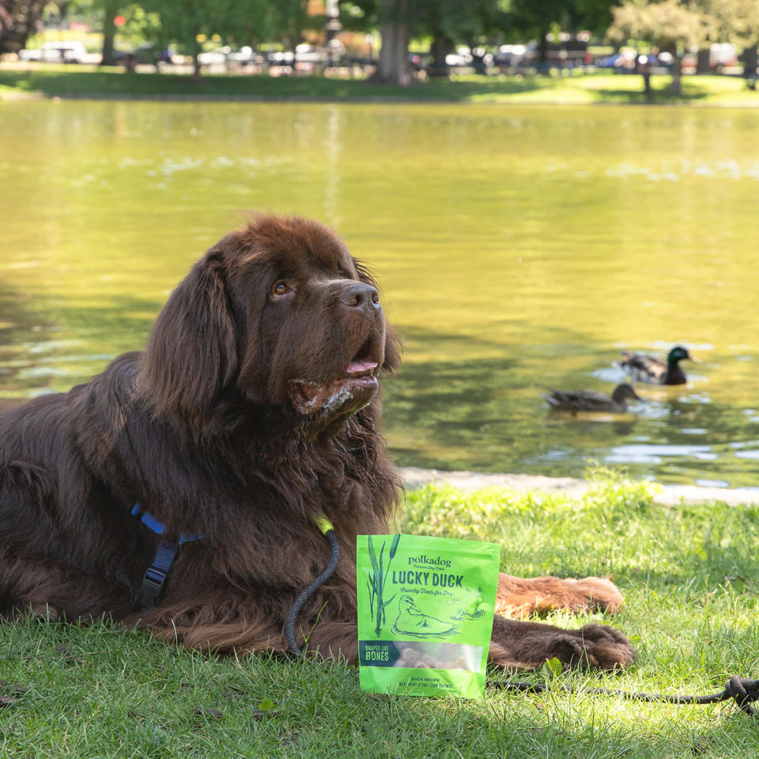 Polkadog Lucky Duck 7oz package keeps treats fresh between training sessions