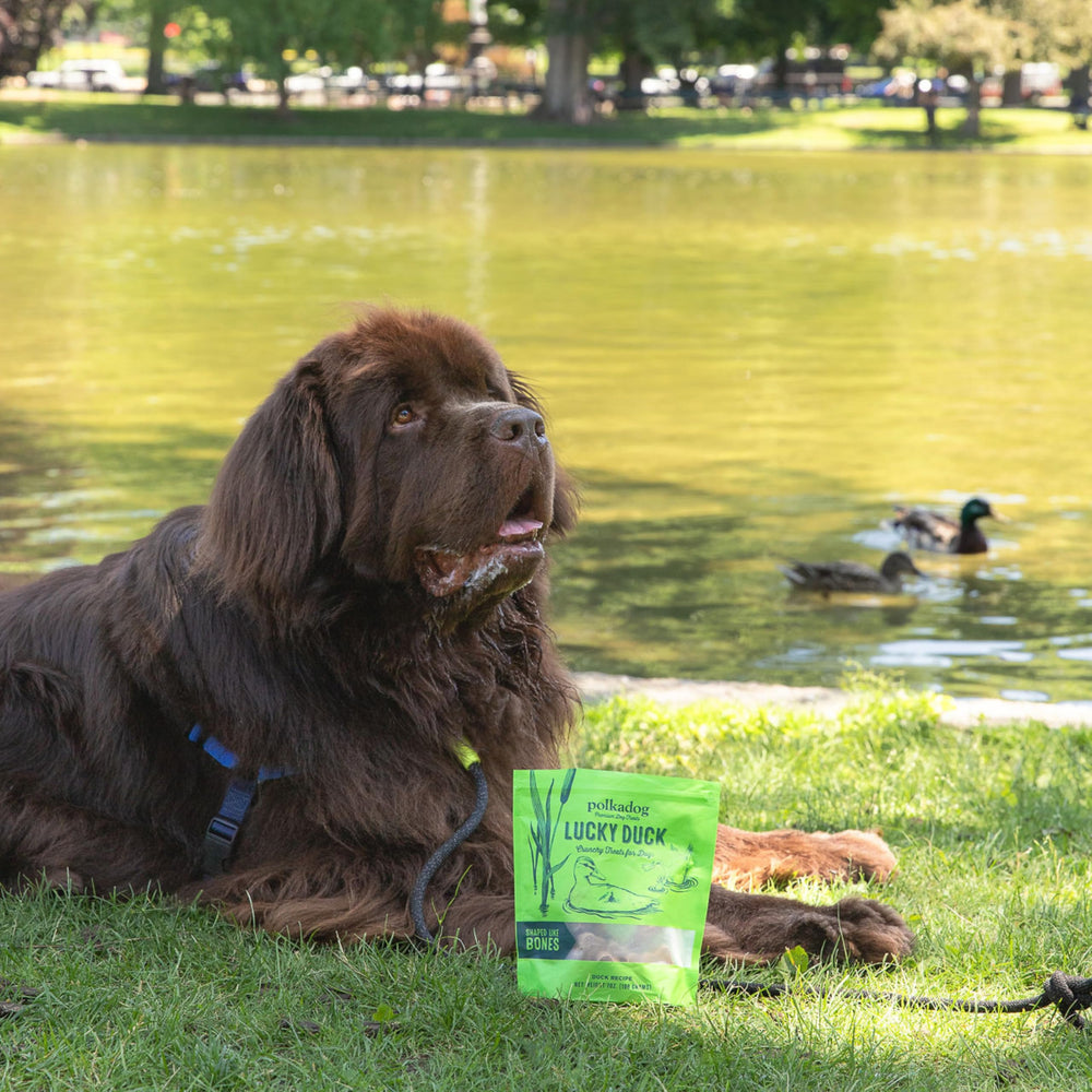 Polkadog Lucky Duck 7oz package keeps treats fresh between training sessions