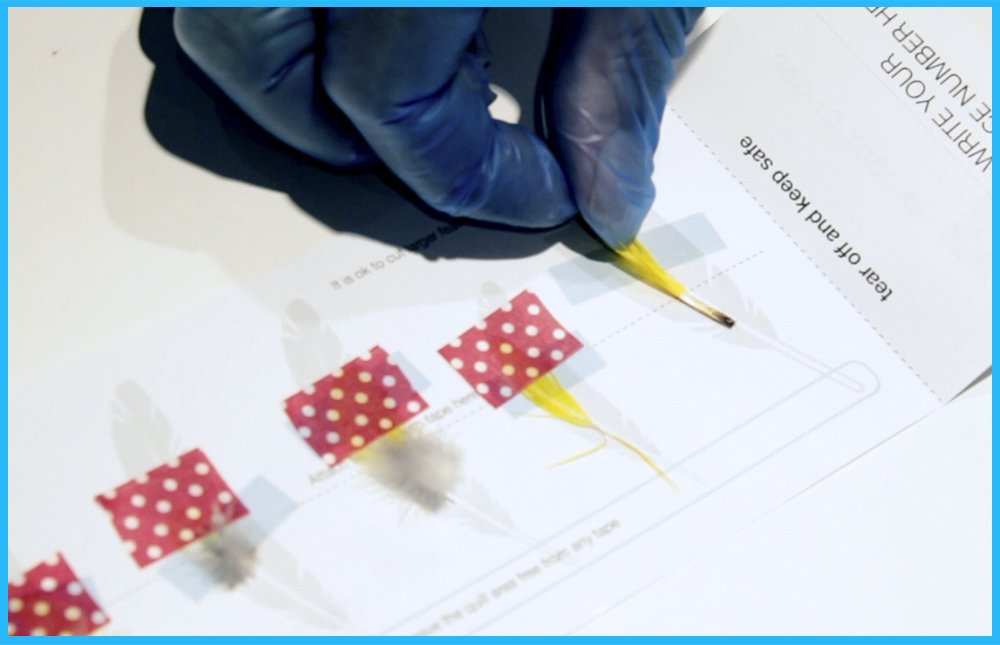 Pollygene certificate of results shown with bird details and originator information