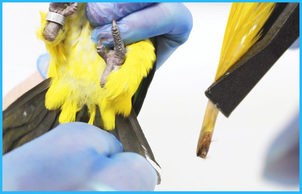 Pollygene discount-friendly multi-test pack ideal for testing several birds affordably