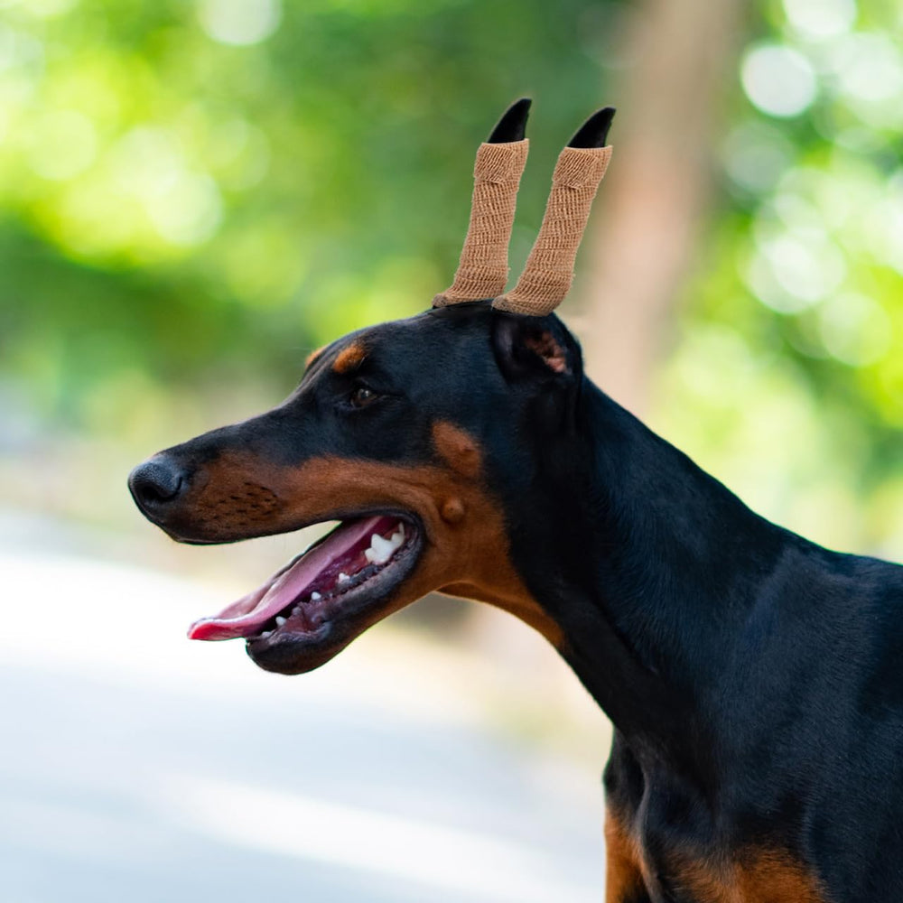 POPETPOP dog ear positioning care at home with gentle support.