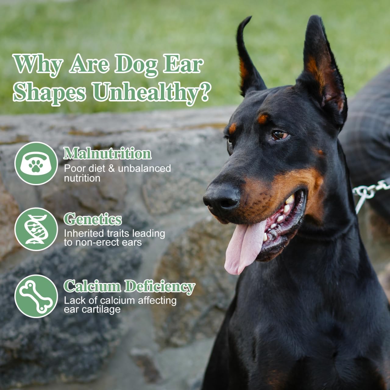 POPETPOP easy-application ear support reduces fuss during fitting.