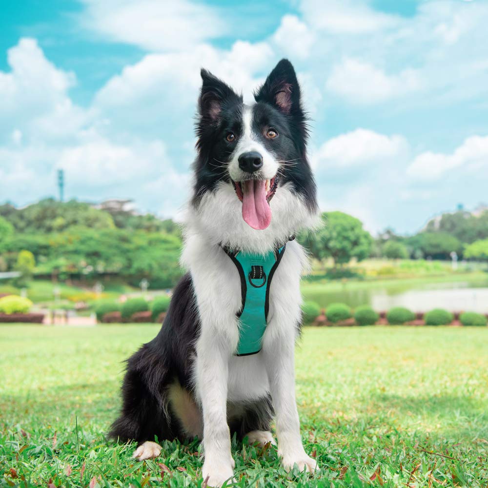 PoyPet No Pull Harness back clip in mint blue enables relaxed walks.