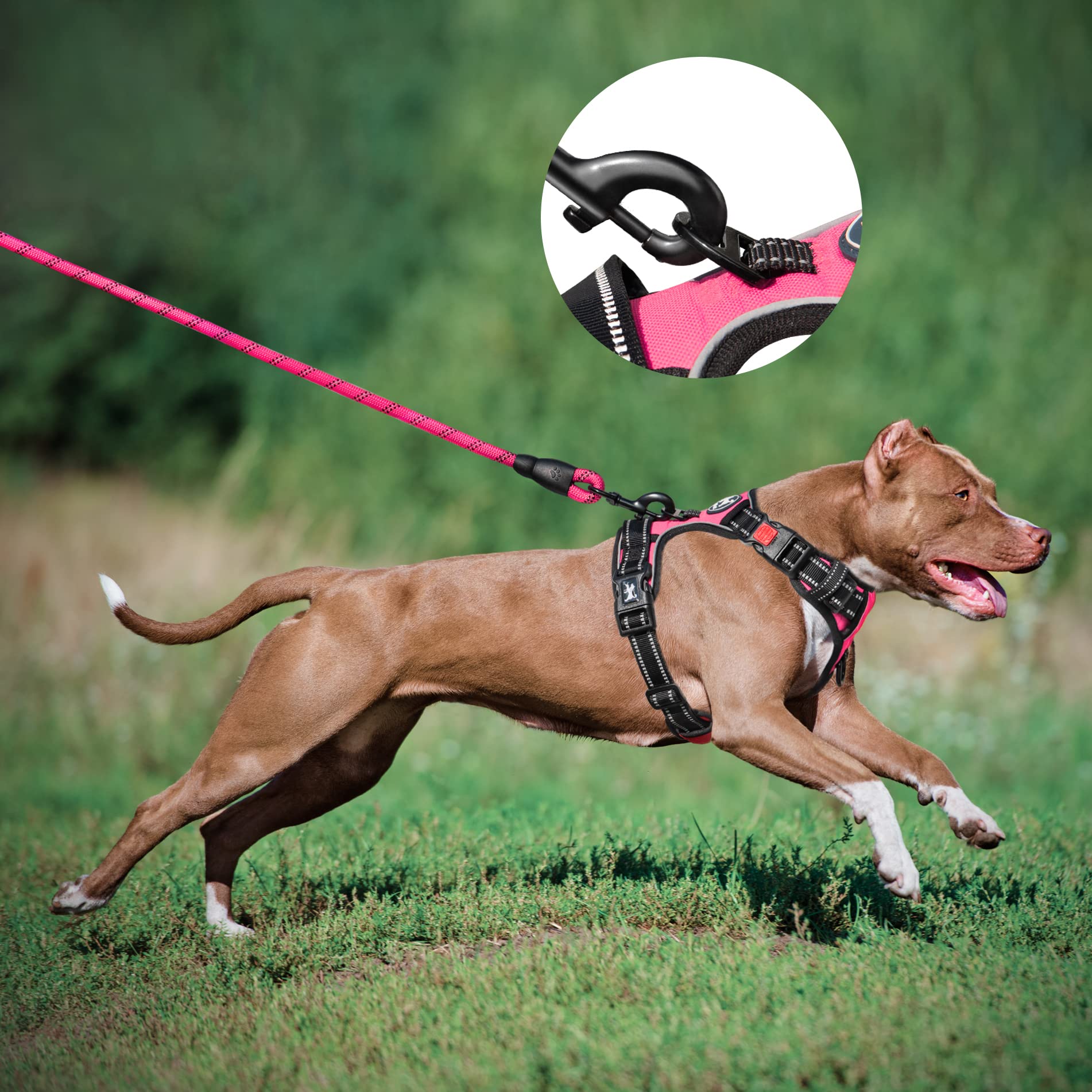 PoyPet pink harness with reflective stitching for nighttime visibility during outings.