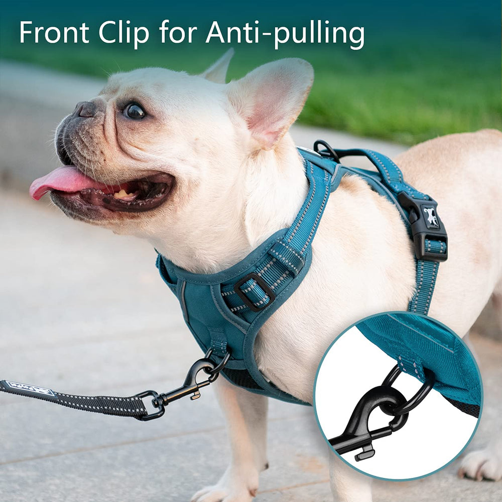 PoyPet reflective strap enhances visibility for night walks.
