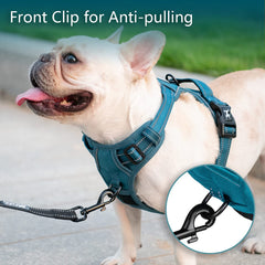 PoyPet reflective strap enhances visibility for night walks.