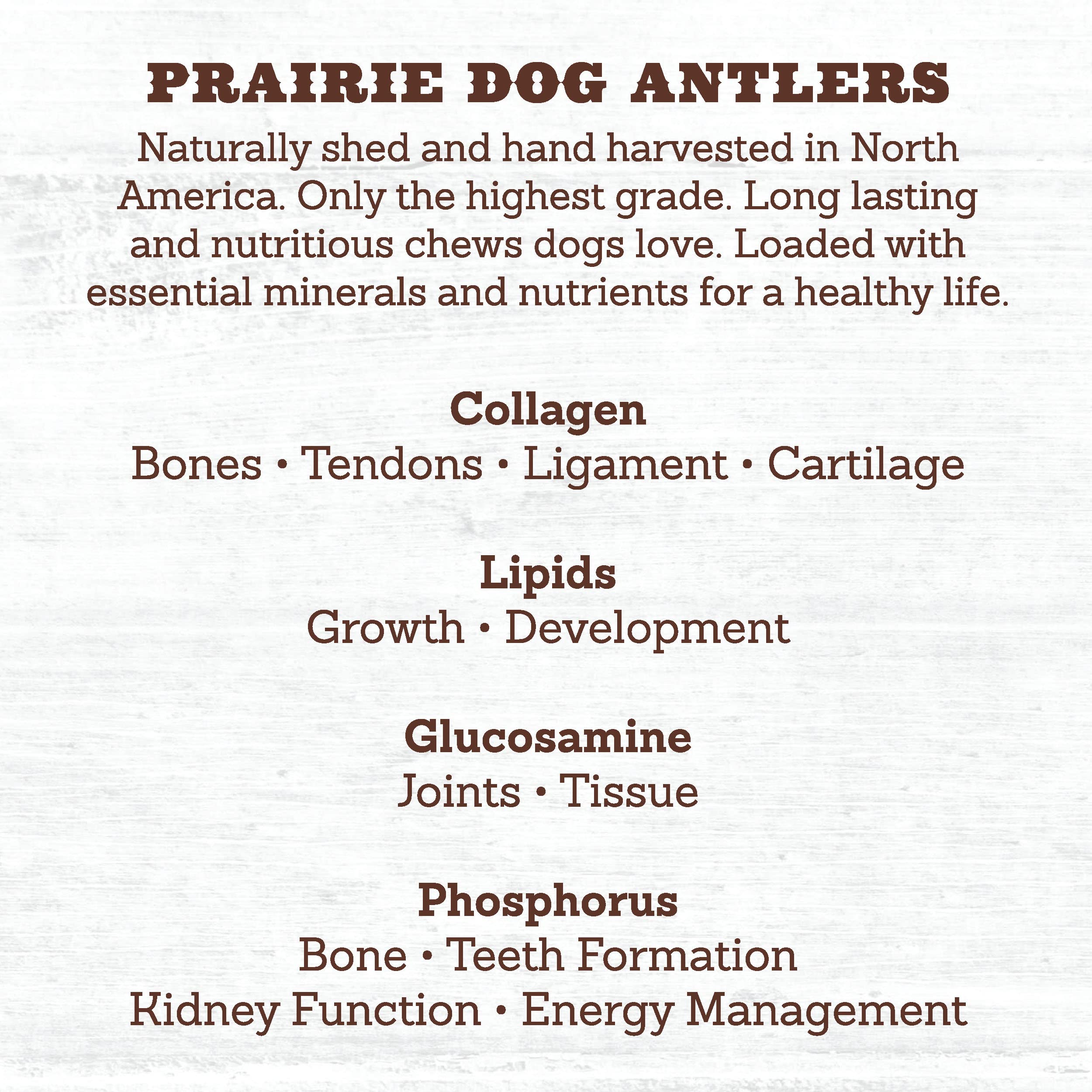 Prairie Dog Antlers hand harvested – responsibly sourced North American antlers.