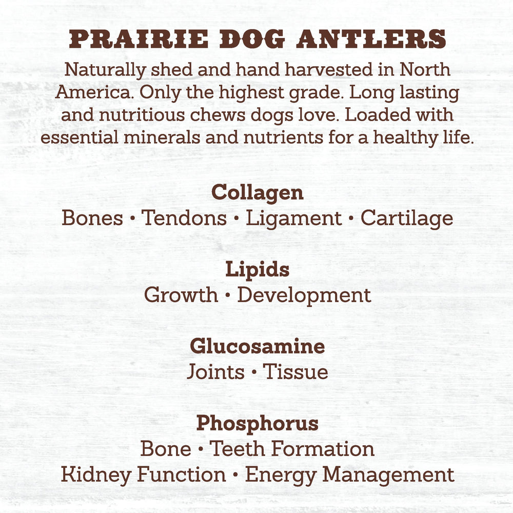 Prairie Dog Antlers hand harvested – responsibly sourced North American antlers.