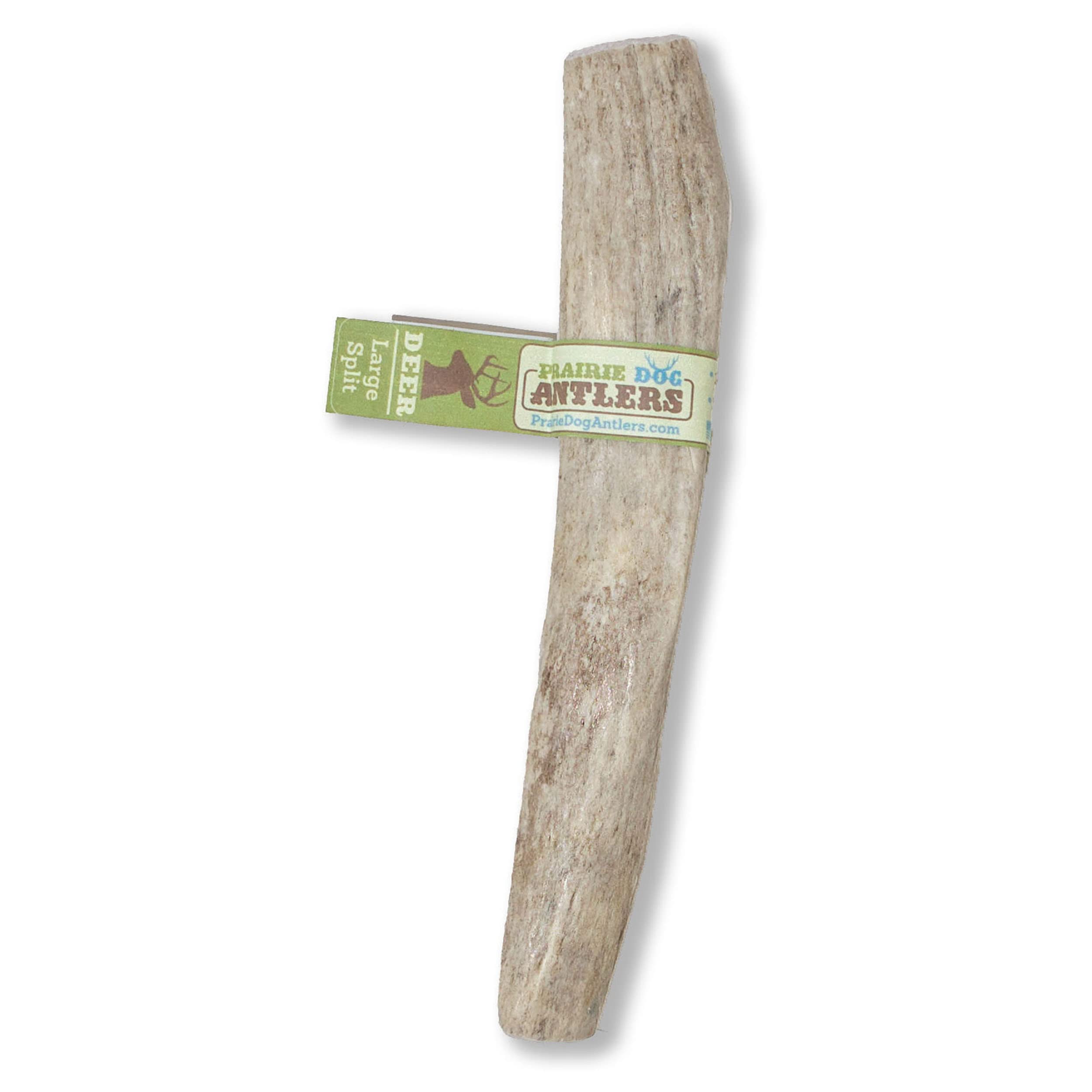 Prairie Dog Antlers North American split shown as a natural chew with minerals.