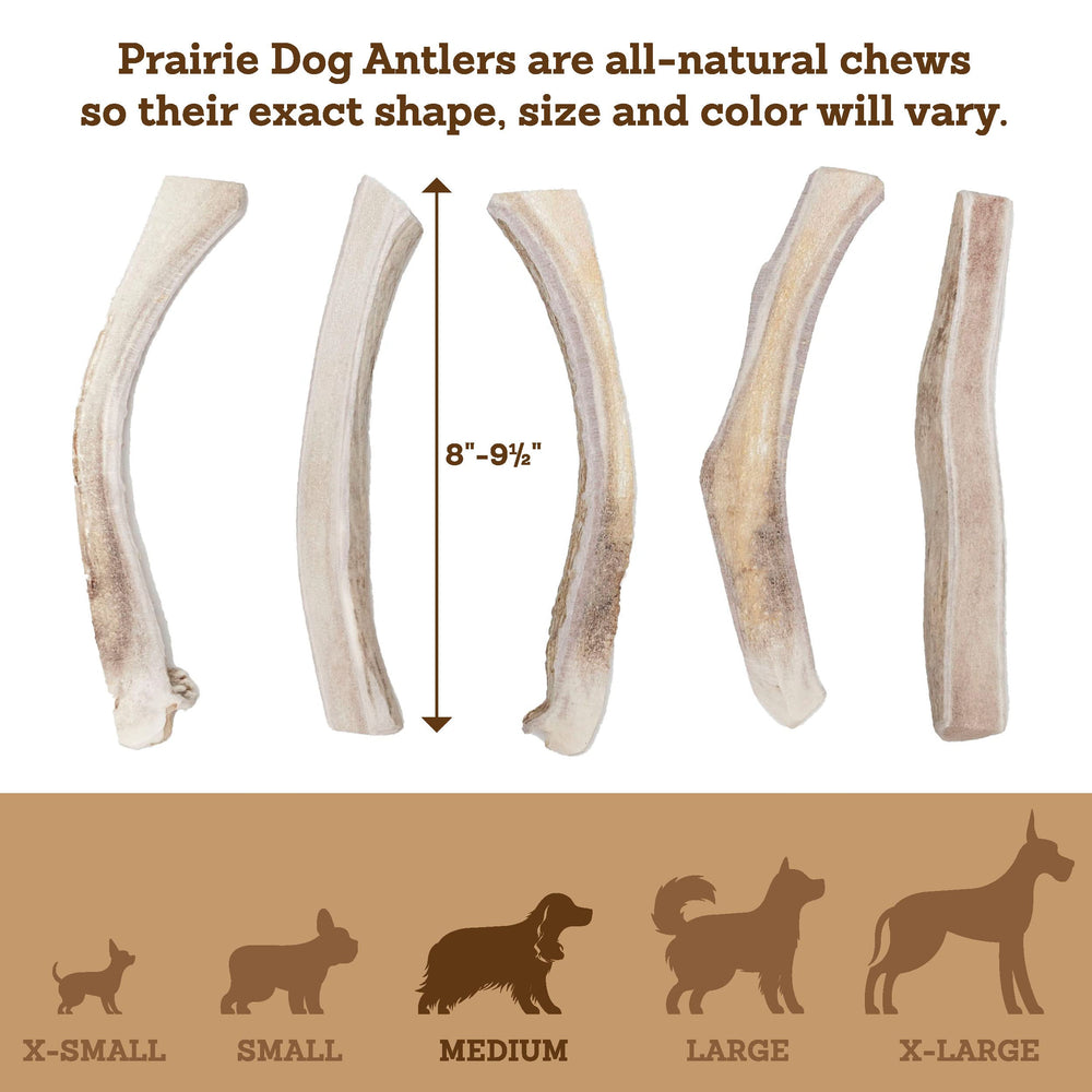 Prairie Dog Antlers nutrient rich – delivers natural minerals for dogs.