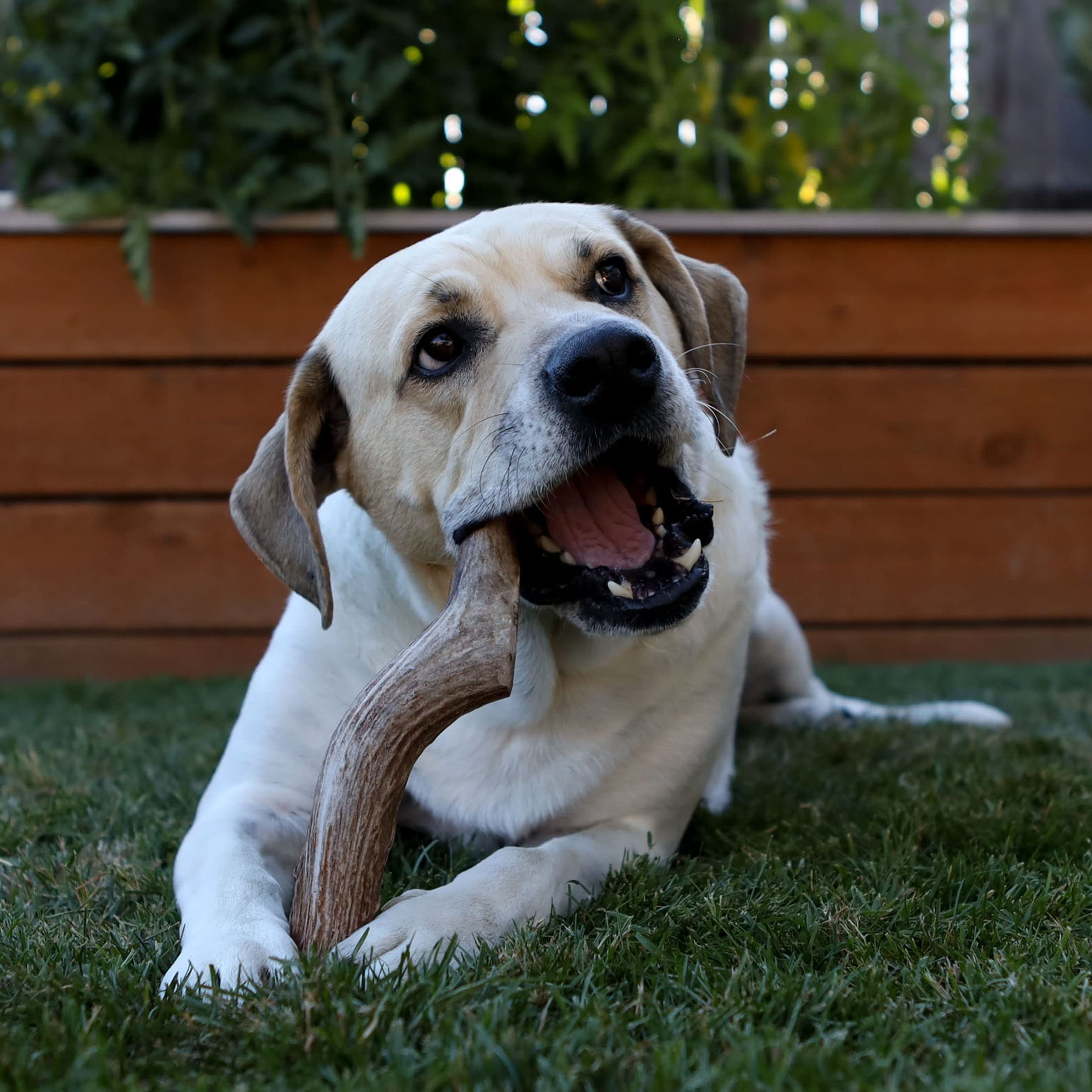 Prairie Dog Pet Products deer antler close-up, highlighting natural minerals for dogs.