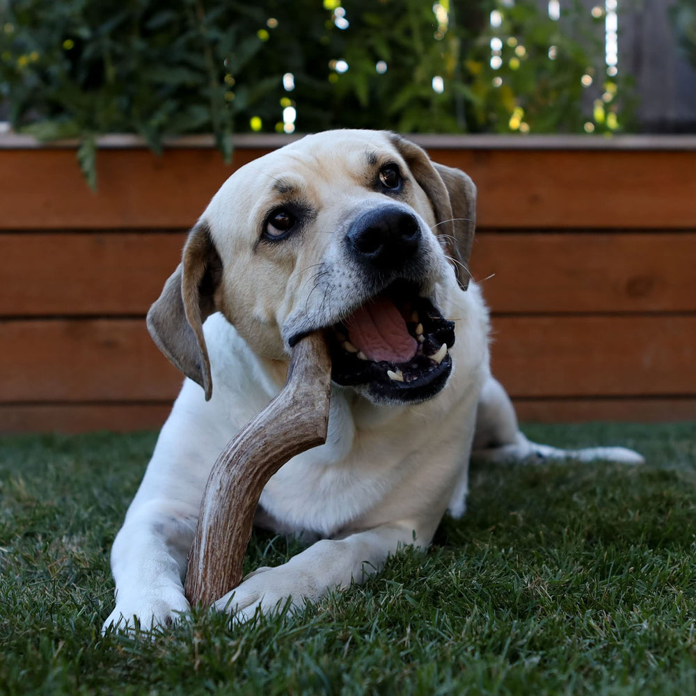 Prairie Dog Pet Products deer antler close-up, highlighting natural minerals for dogs.
