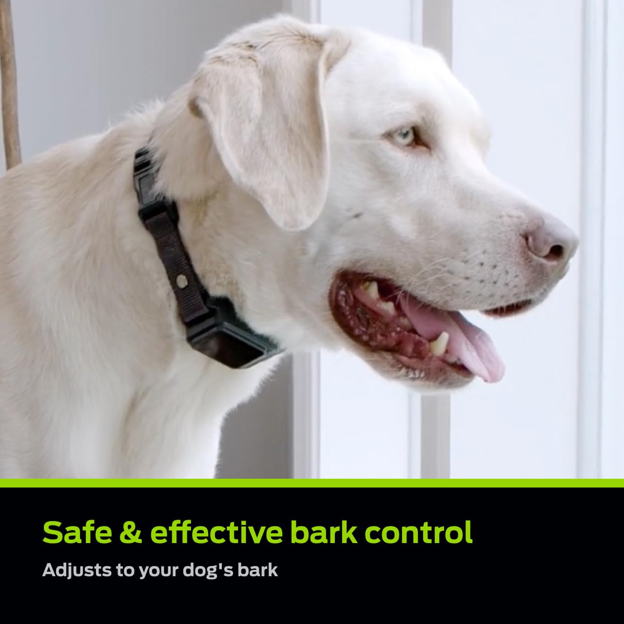 Premier Pet Bark Collar LED display showing barking activity for monitoring.