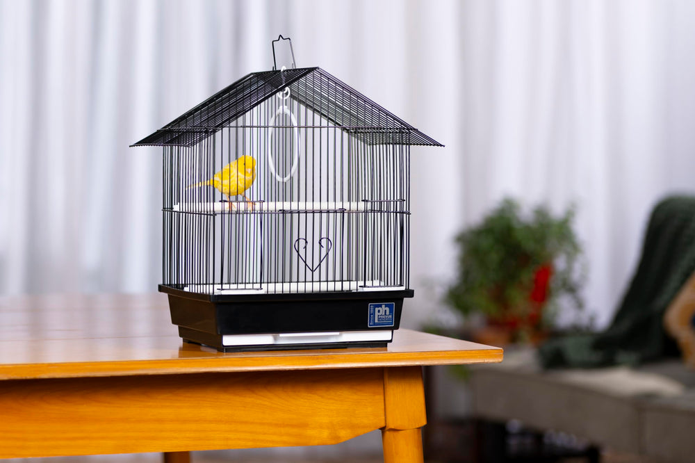 Cage accessories included: bowls, perches, and swing for enrichment.