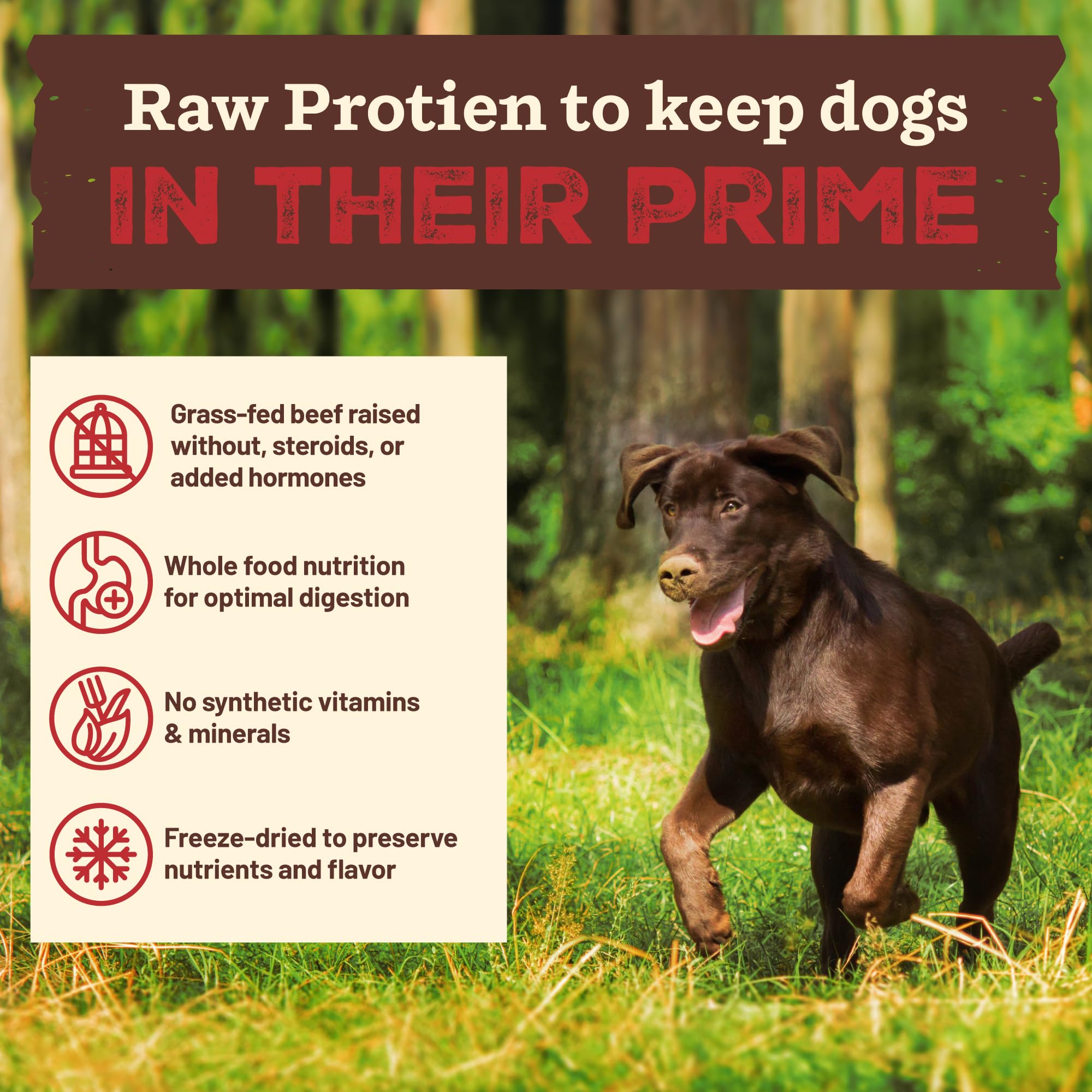 Close-up of freeze-dried raw protein in Primal Kibble in The Raw.