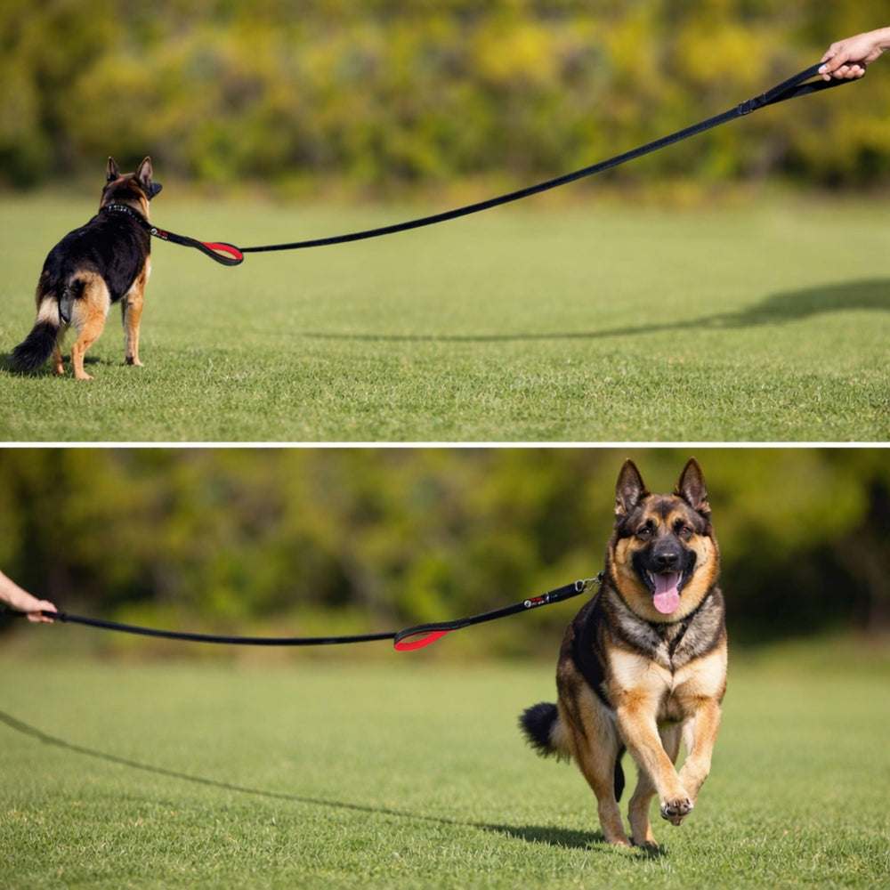 Primal Pet Gear heavy-duty nylon leash withstands outdoor use.