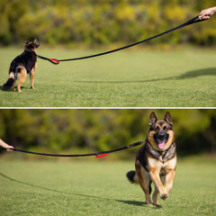 Primal Pet Gear heavy-duty nylon leash withstands outdoor use.